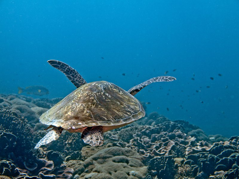 Turtle, Manta Point